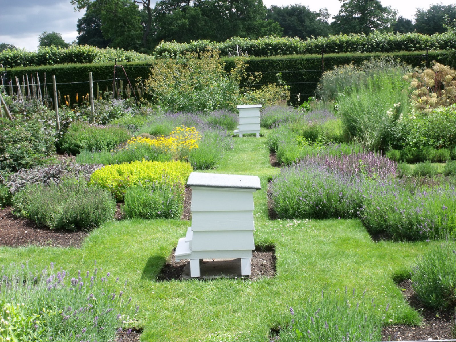 Apadrinar colmenas para proteger las abejas y el ecosistema