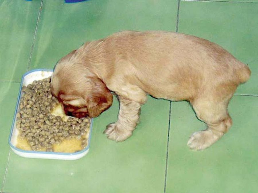 cachorro comiendo