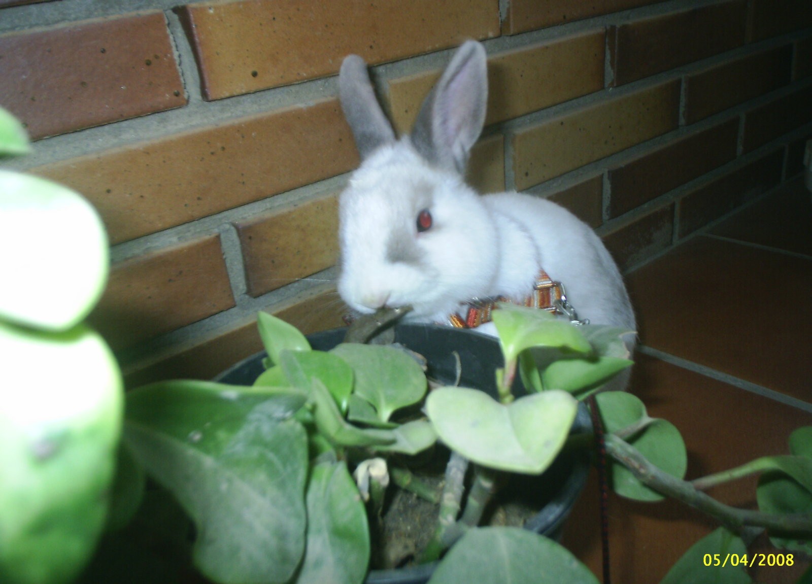Yuki peque