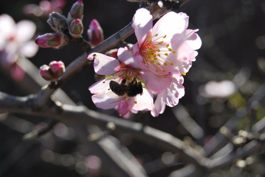 almendros en flor...con abejas