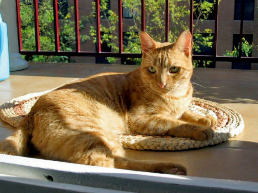 gato en una alfombra