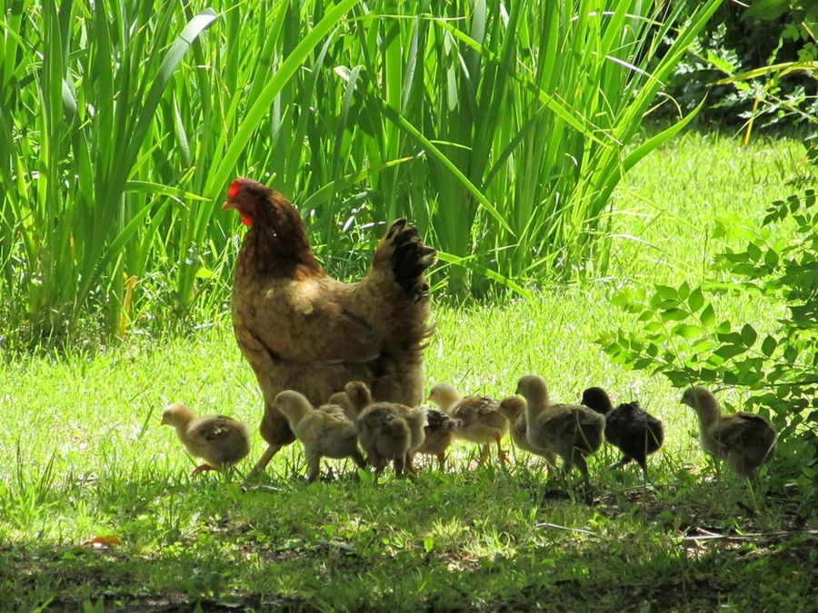 Gallinas - flopisubmarina