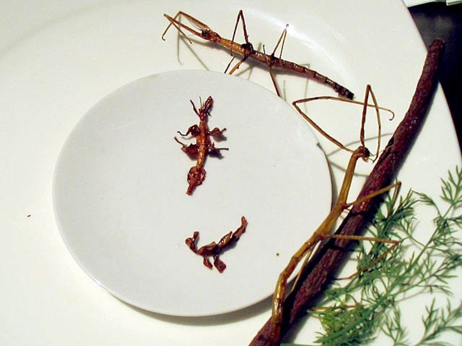 Amantis