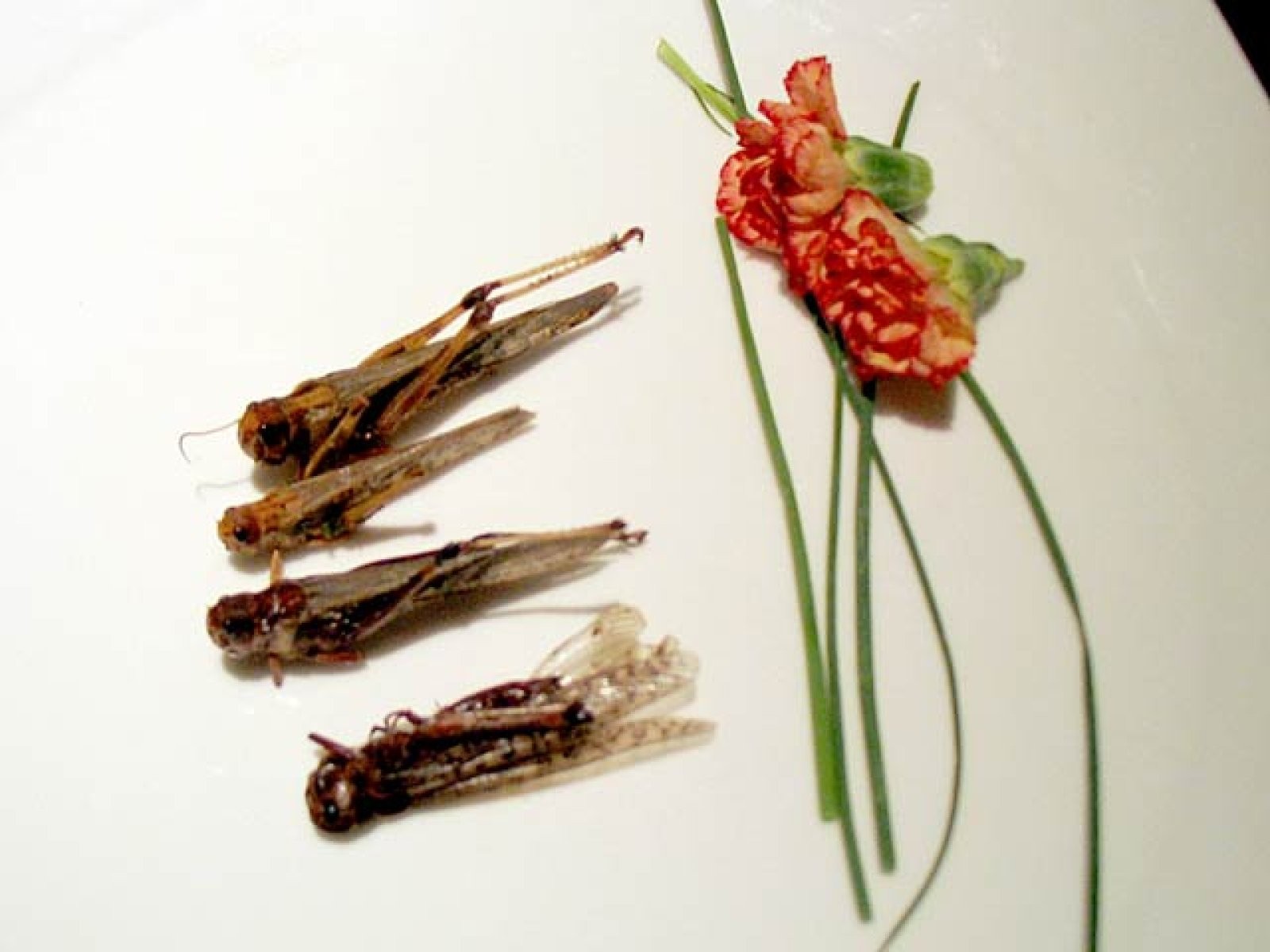 Saltamontes