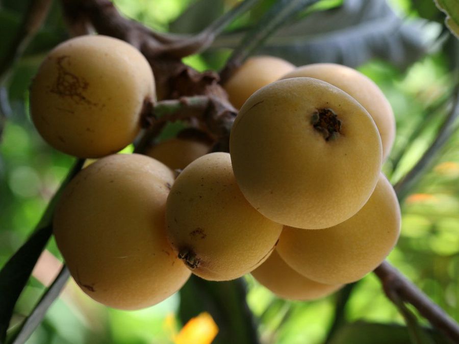 Nísperos - Keith Williamson