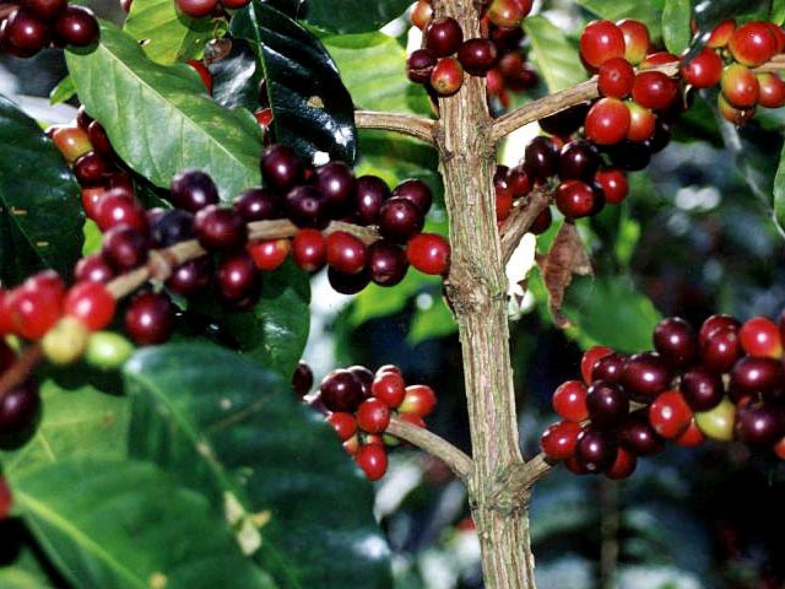 planta de café