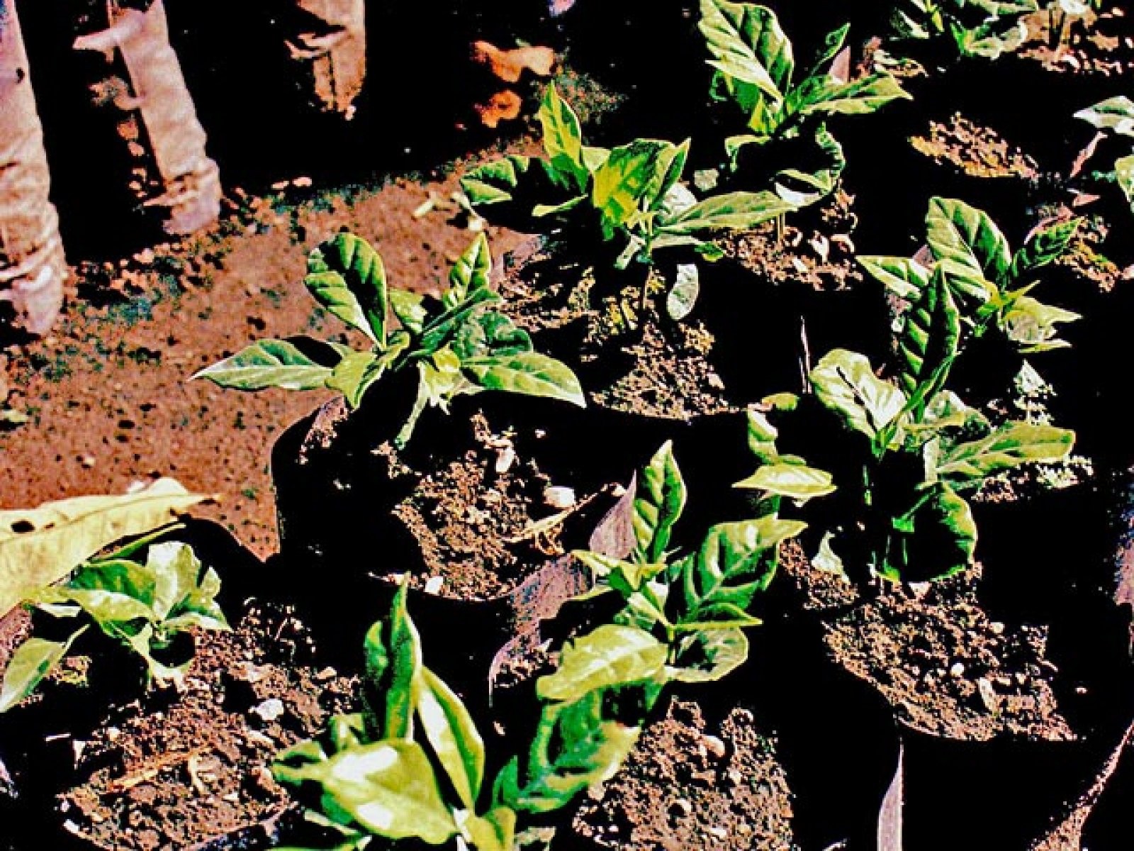 cultivo de café