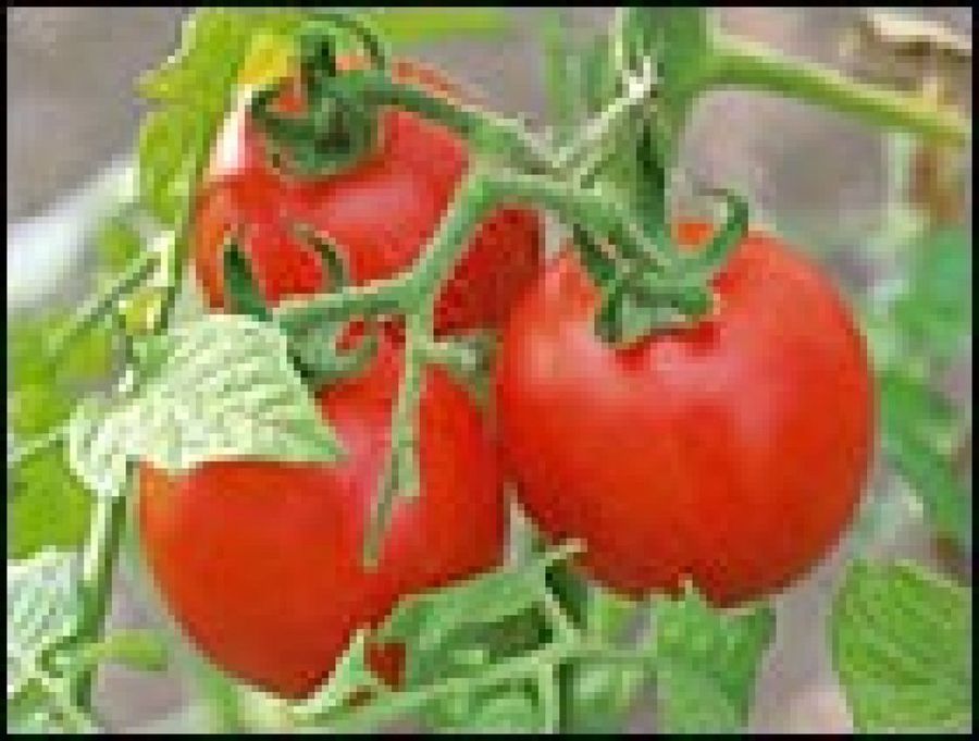 tomates