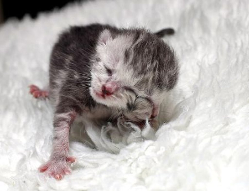 Felis catus - Wikipedia, la enciclopedia libre, image size:1024x785