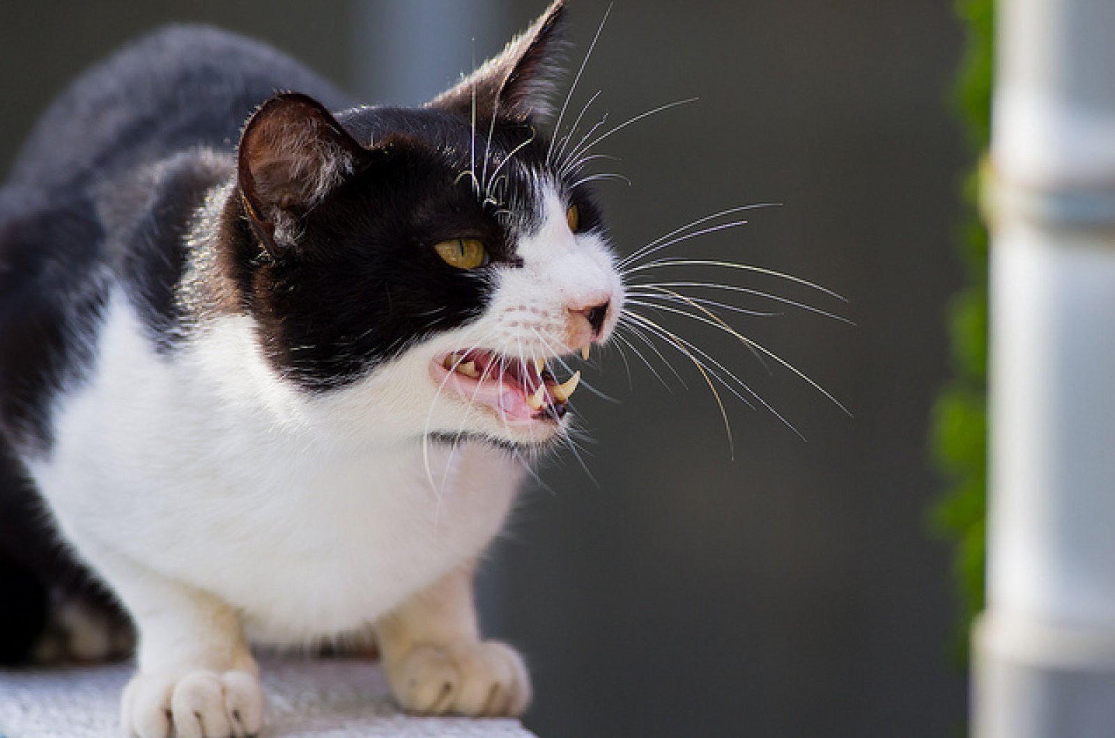 ¿Qué hacer si dos gatos se pelean?