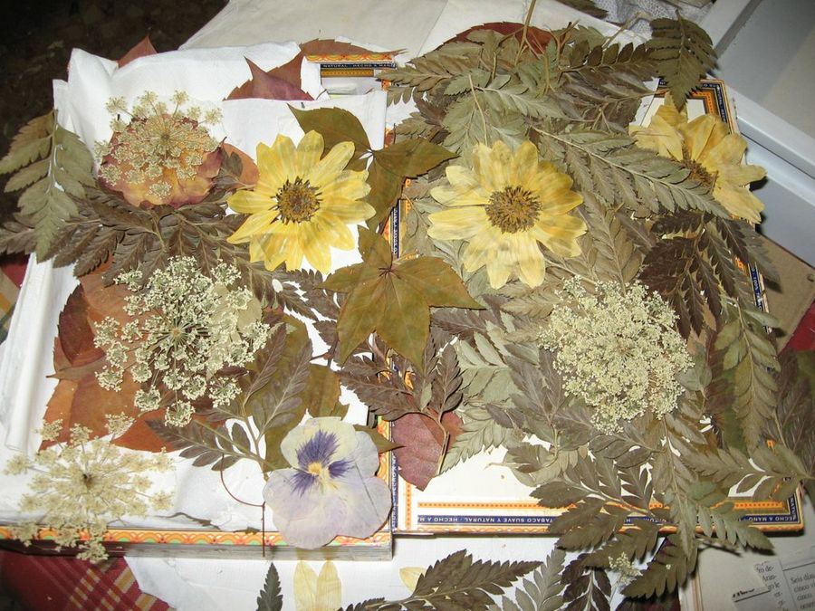Cómo hacer manualidades con flores prensadas y secas - Fronda Centros de  Jardinería