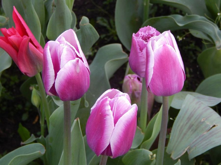El tulipán | Plantas