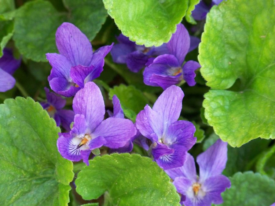 Las violetas, alfombra de color | Plantas