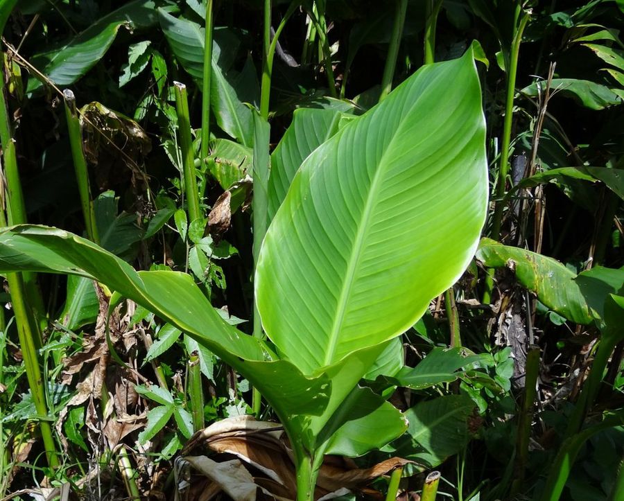Canna indica