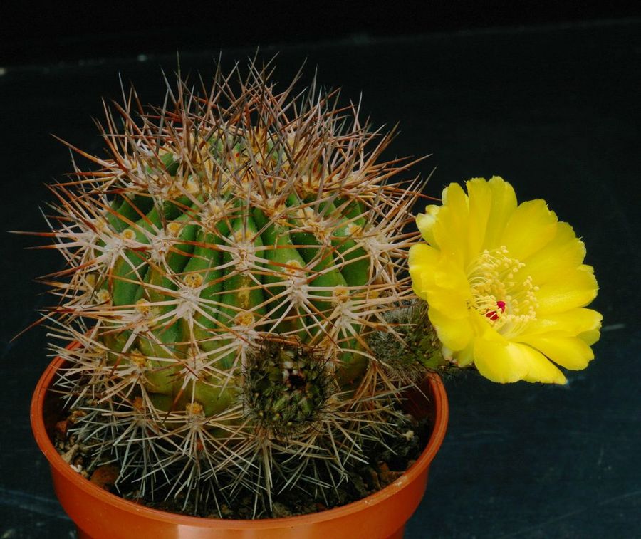Acanthocalycium