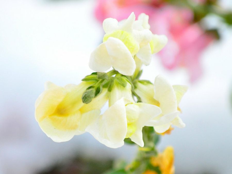 Antirrhinum majus