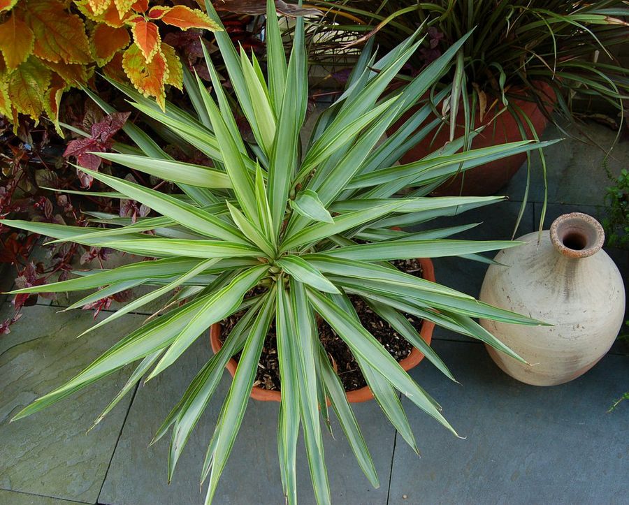 yucca aloifolia