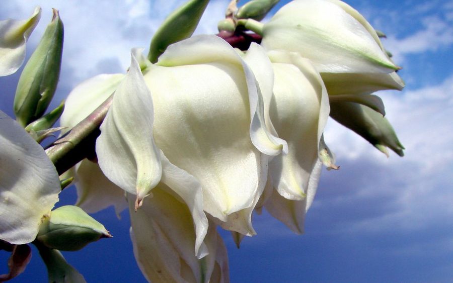  yucca aloifolia