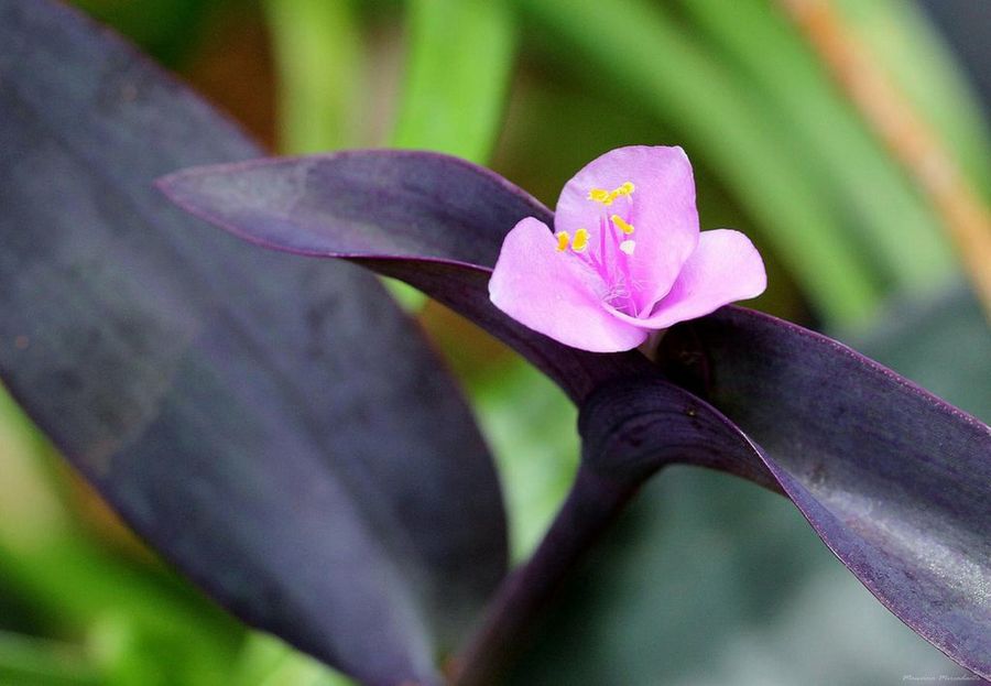 Tradescantia