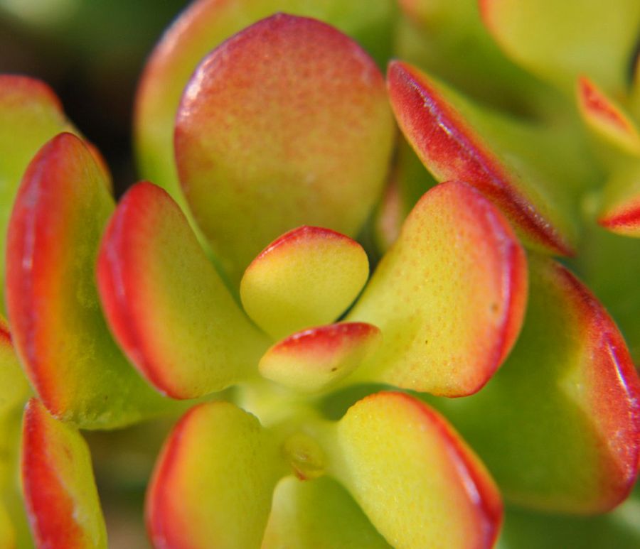 Crassula