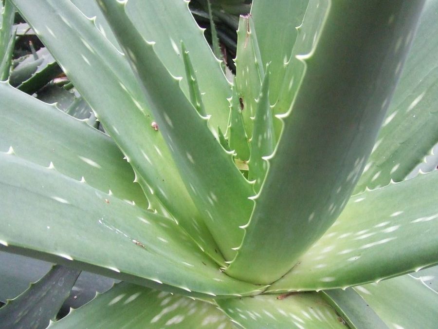 Aloe vera