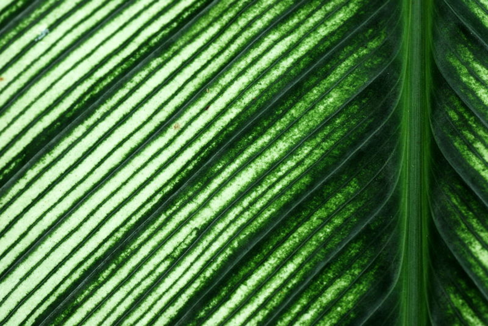Calathea