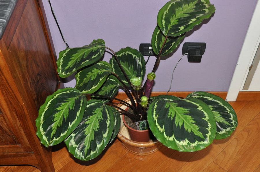 Calathea