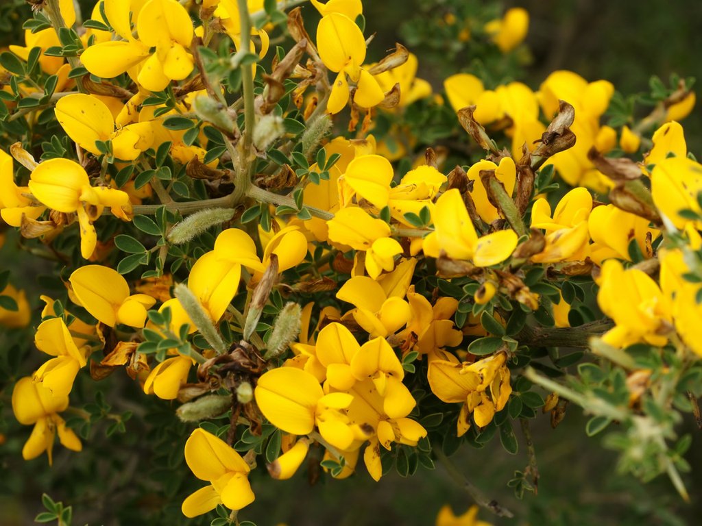 Las mejores plantas medicinales similares a vaporub, image size:1024x768