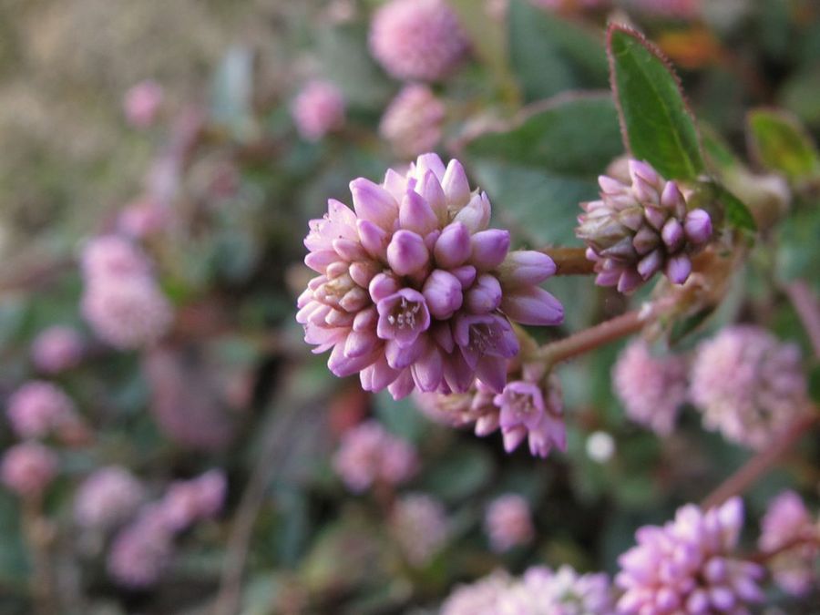 Polygonum
