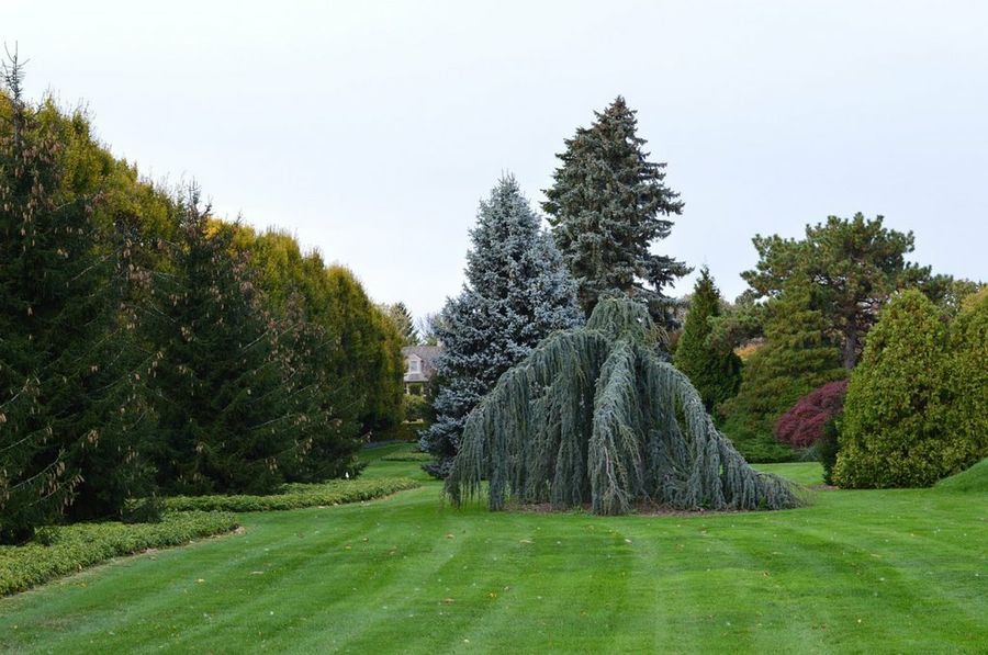 Árboles de jardín | Plantas