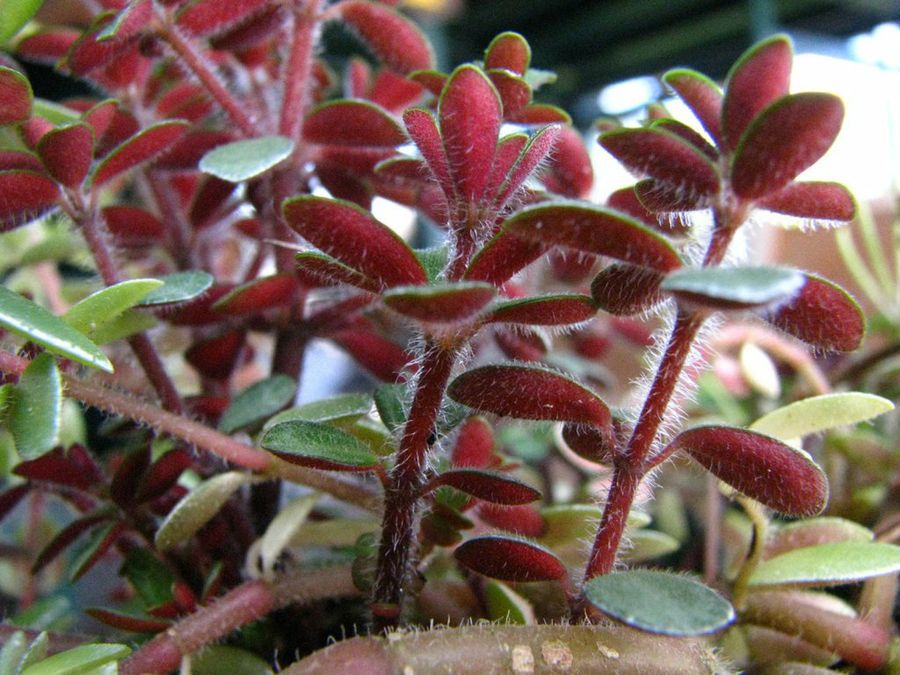 Peperomia