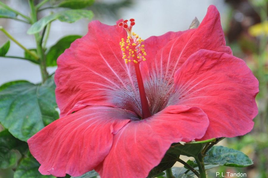 Hibisco