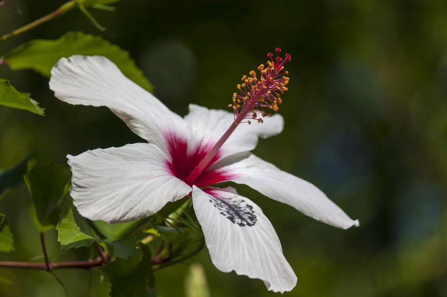 Hibisco