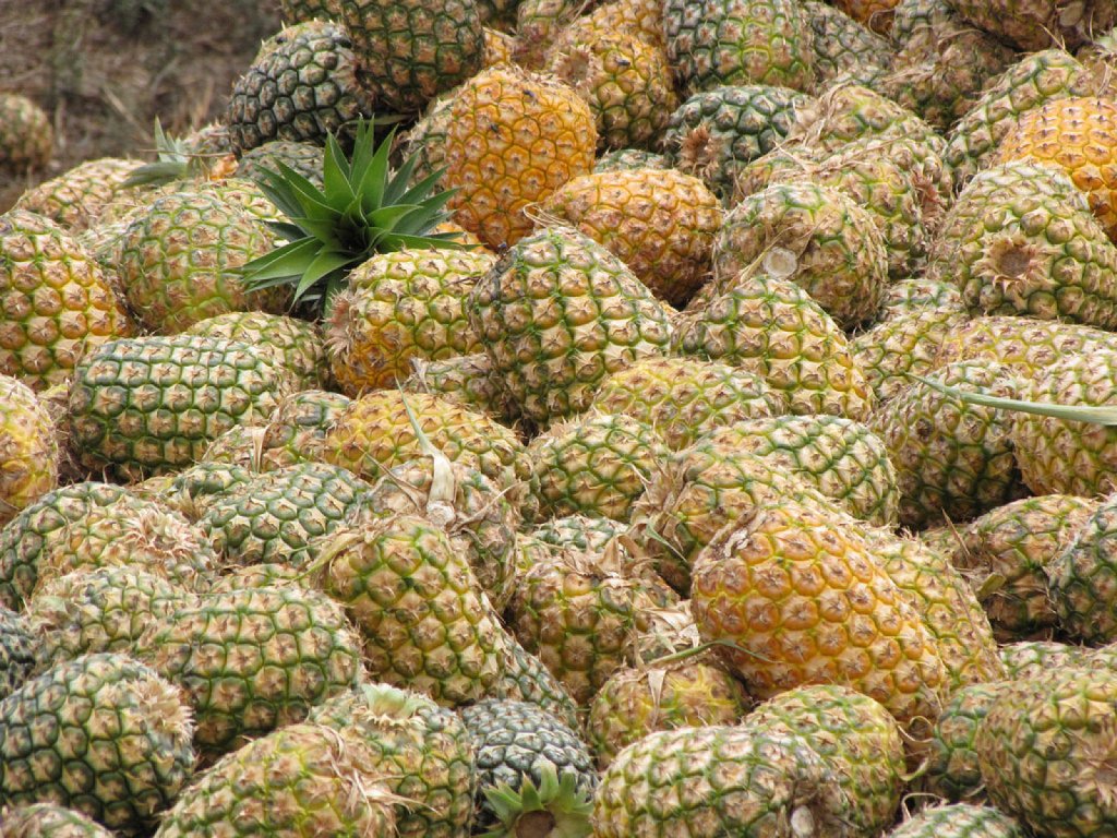 Cuanto Tarda En Germinar Una Piña Conoce el Ananá, la planta de la piña | Plantas