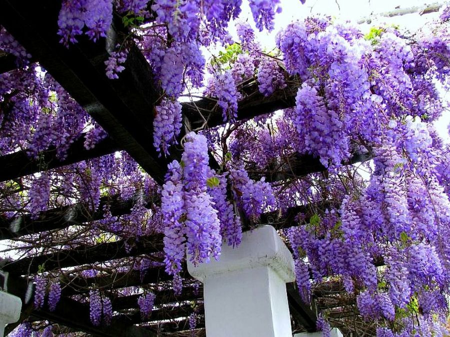 Wisteria