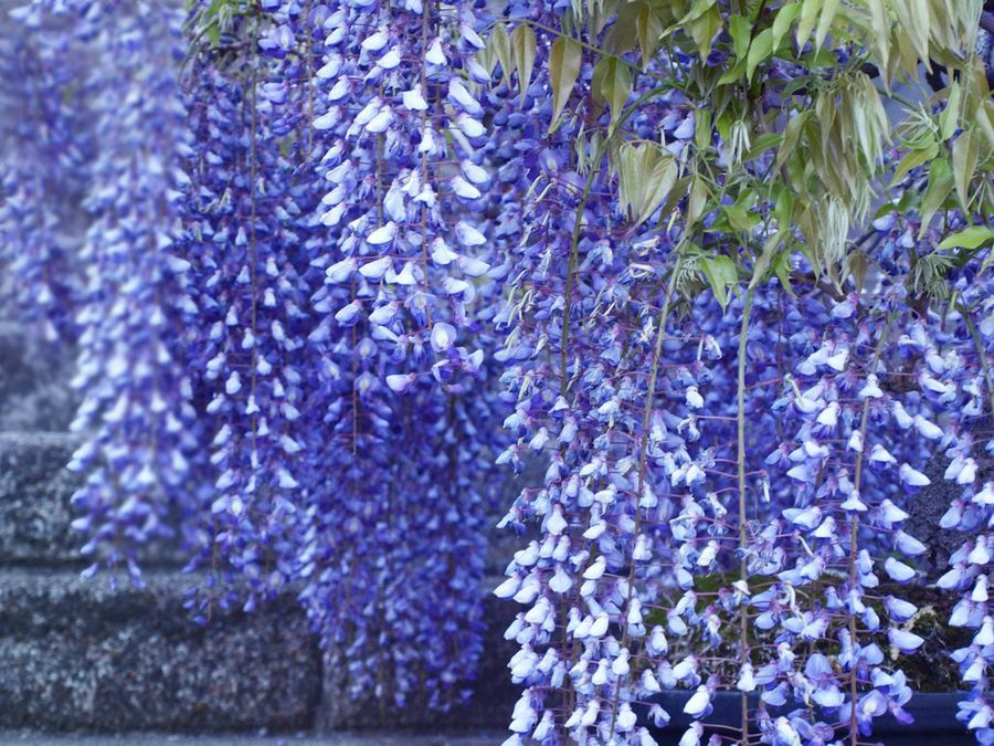 Wisteria