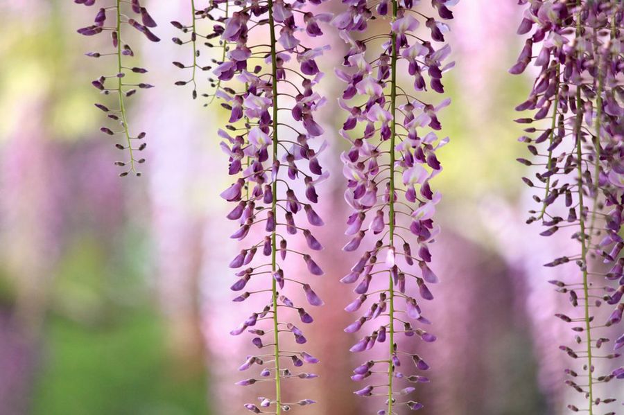 Wisteria