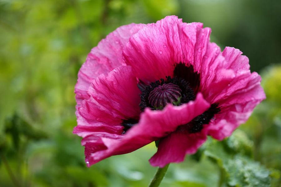 Papaver