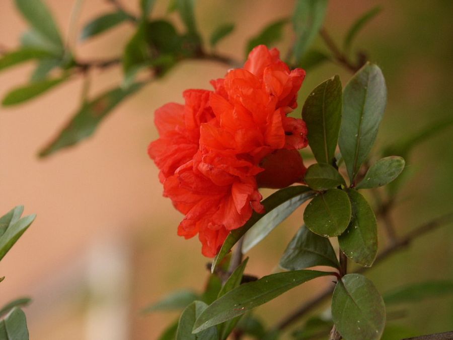Punica granatum