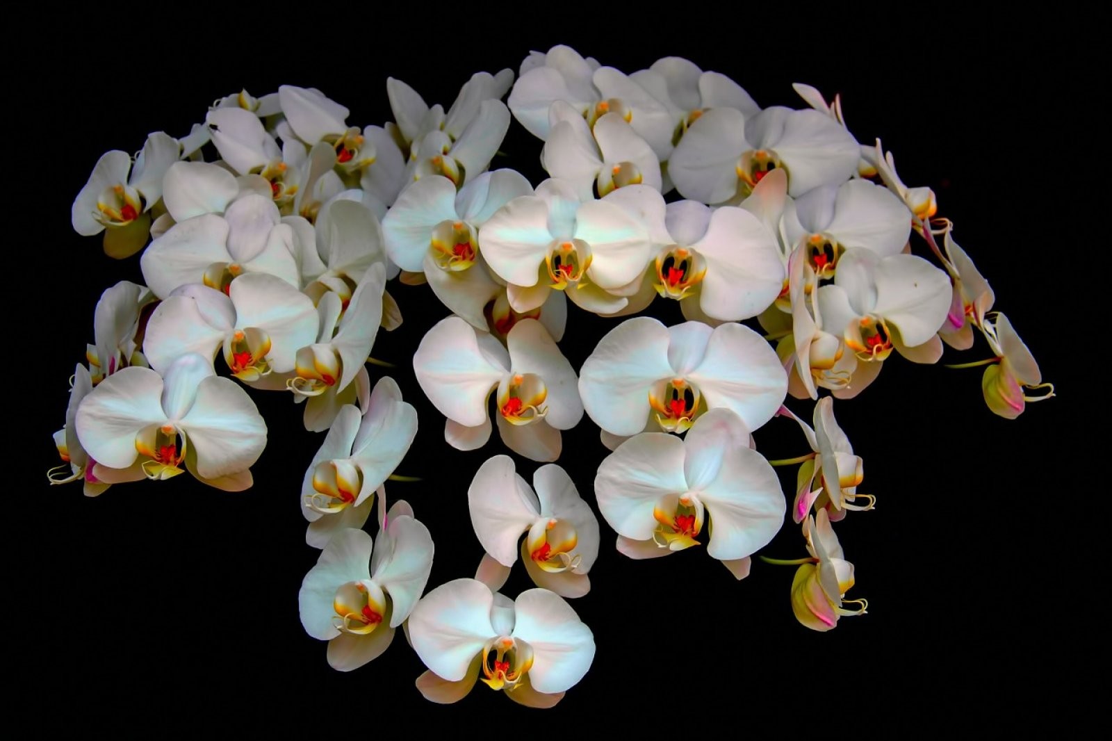 Orquídeas