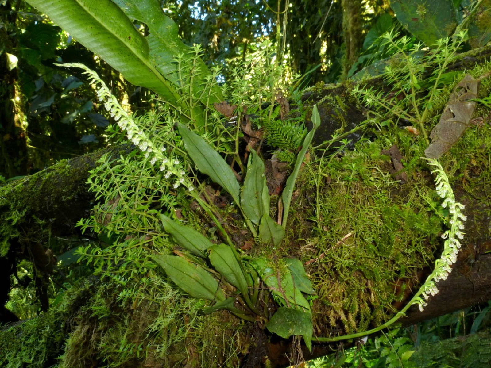 Cyclopogon
