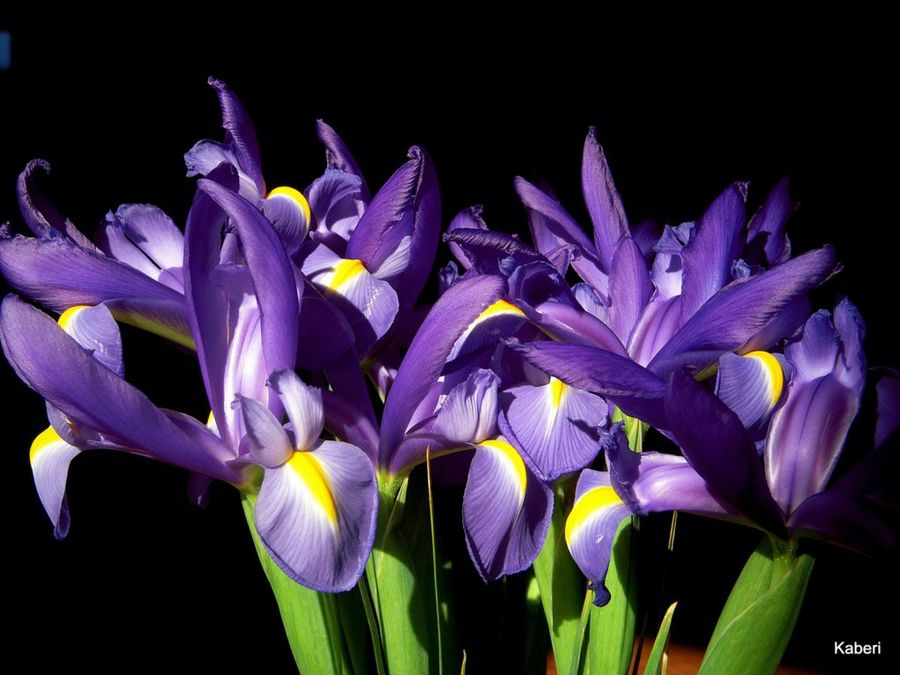 El Iris, rey del jardín | Plantas