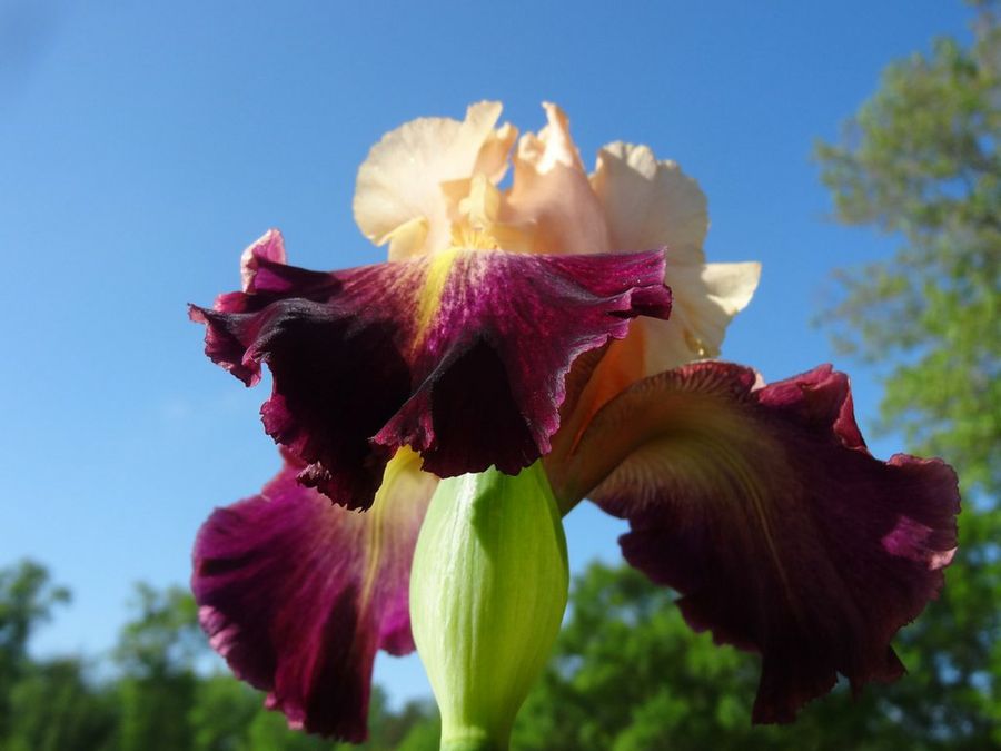 Iris
