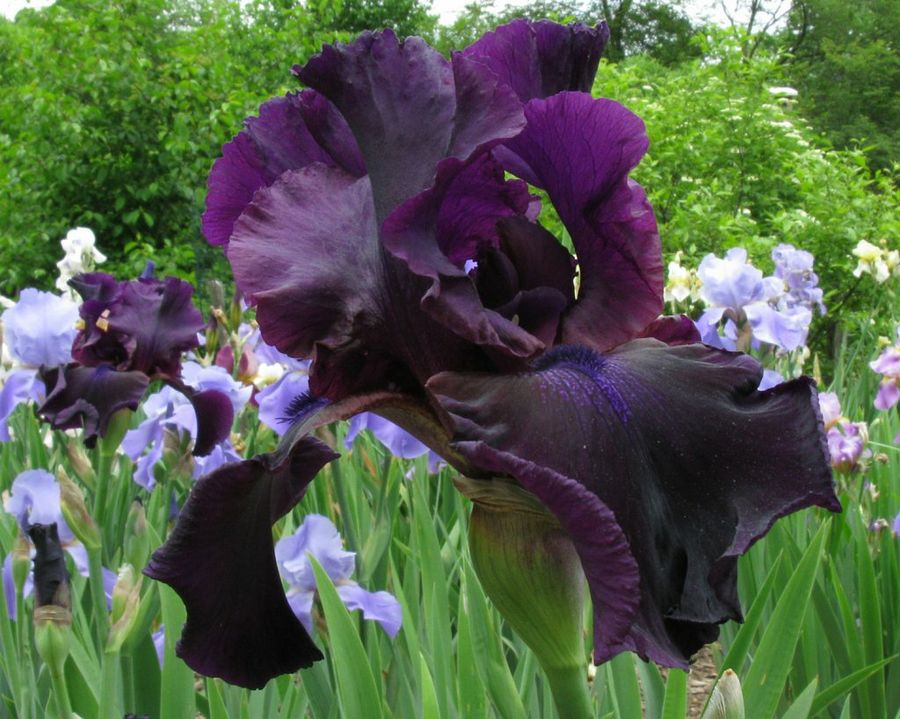 Iris