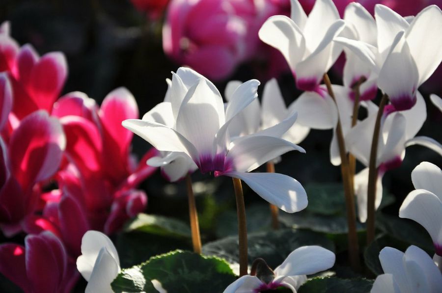 Cyclamen