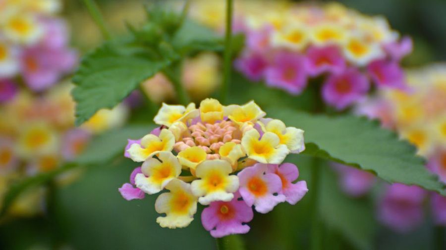 Lantana