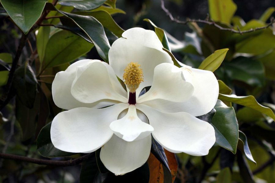 El magnolio: el perfecto árbol ornamental | Plantas