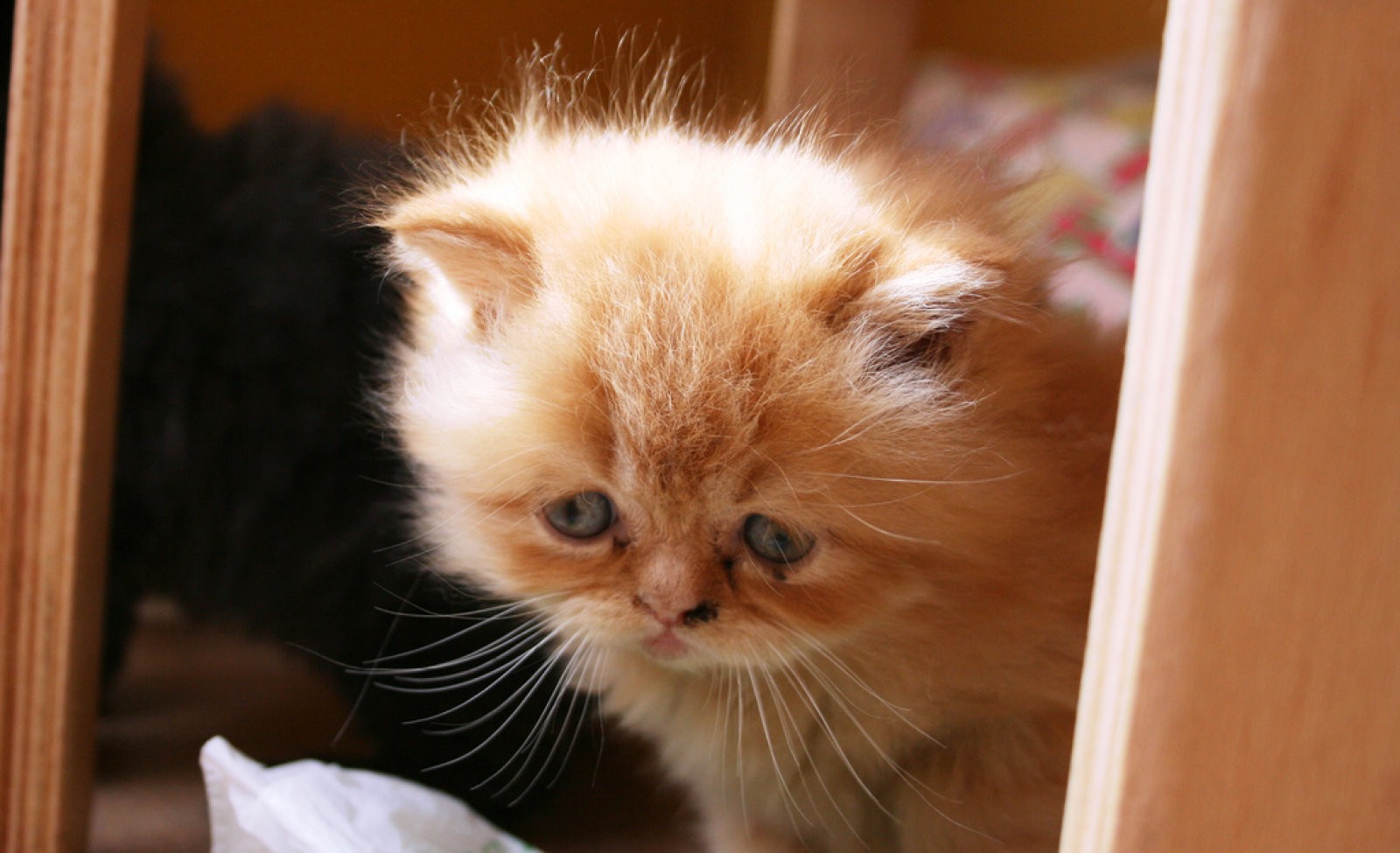 gato