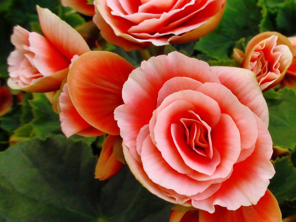 Begonia Elatior. Innumerables variedades y colores | Plantas