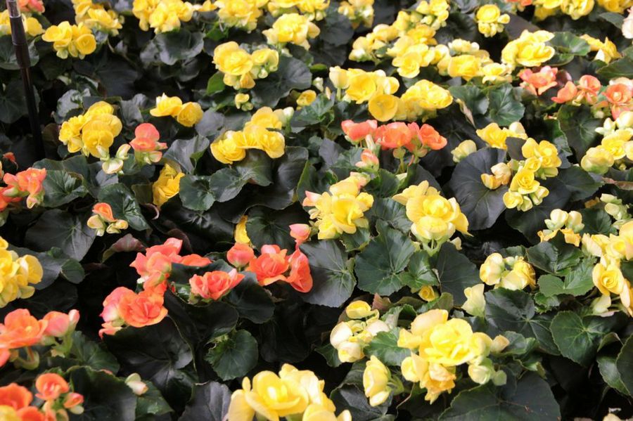 Begonia Elatior. Innumerables variedades y colores | Plantas